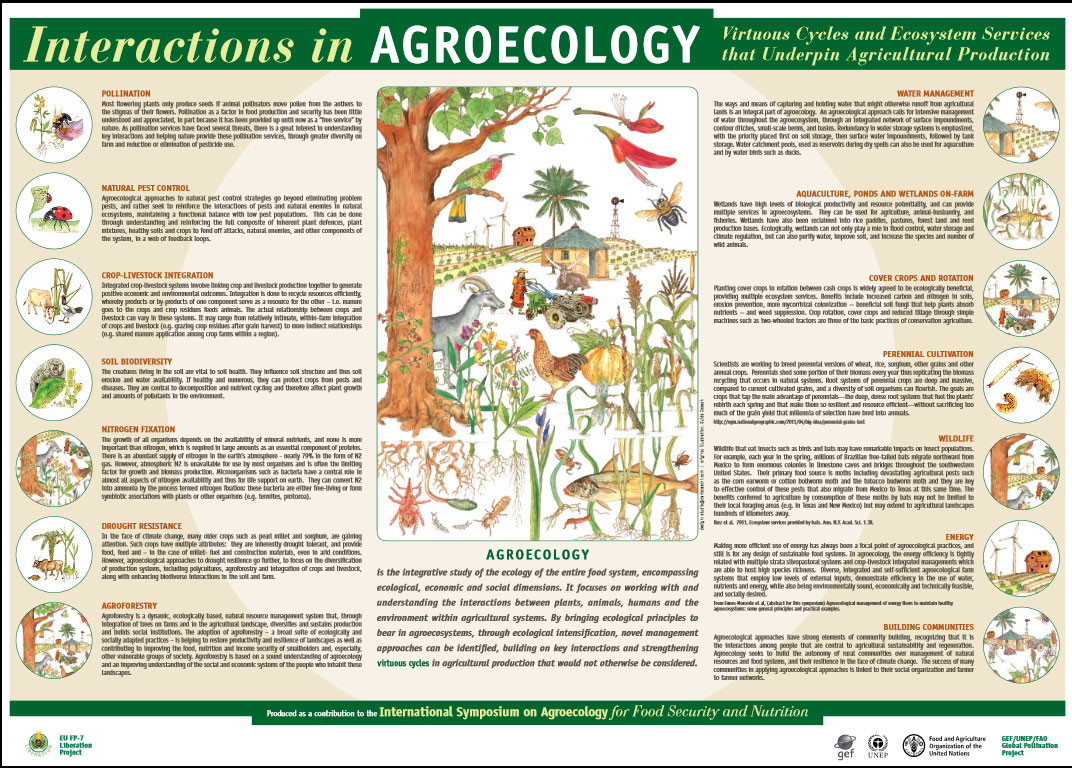agroecologia-FAO.jpg